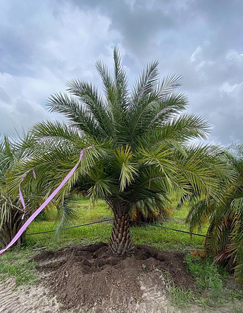 phoenix-sylvestris-sylvester-date-palm-silver-date-palm-wild-date-palm