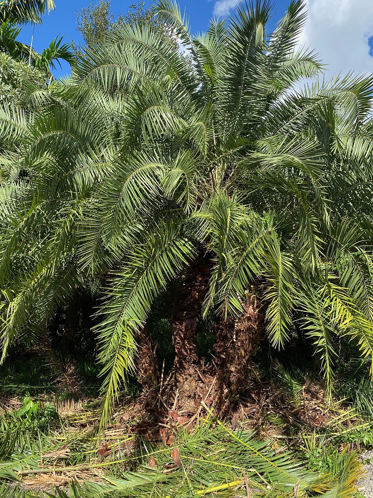 phoenix-sylvestris-sylvester-date-palm-silver-date-palm-wild-date-palm