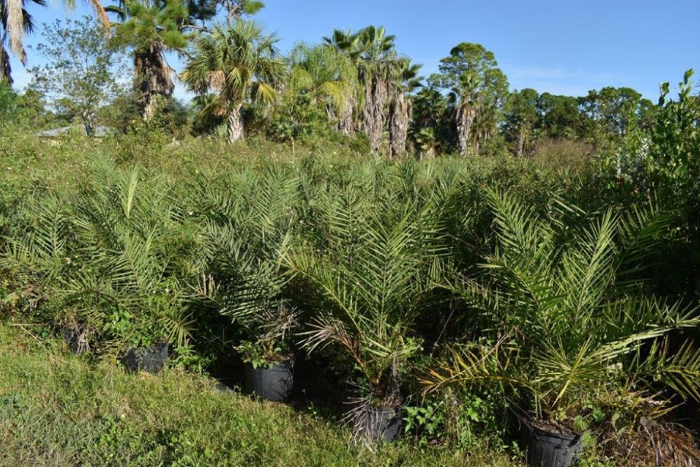 phoenix-sylvestris-sylvester-date-palm-silver-date-palm-wild-date-palm
