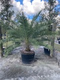phoenix-sylvestris-sylvester-date-palm-silver-date-palm-wild-date-palm