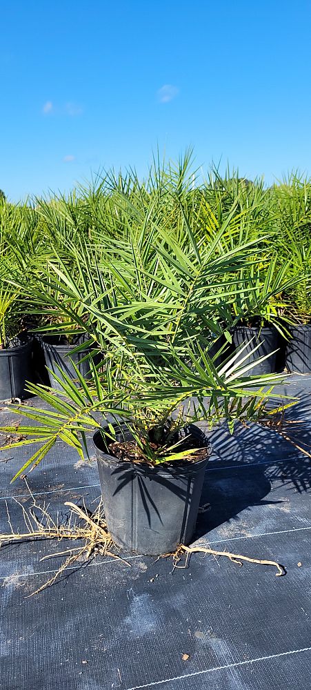 phoenix-sylvestris-sylvester-date-palm-silver-date-palm-wild-date-palm