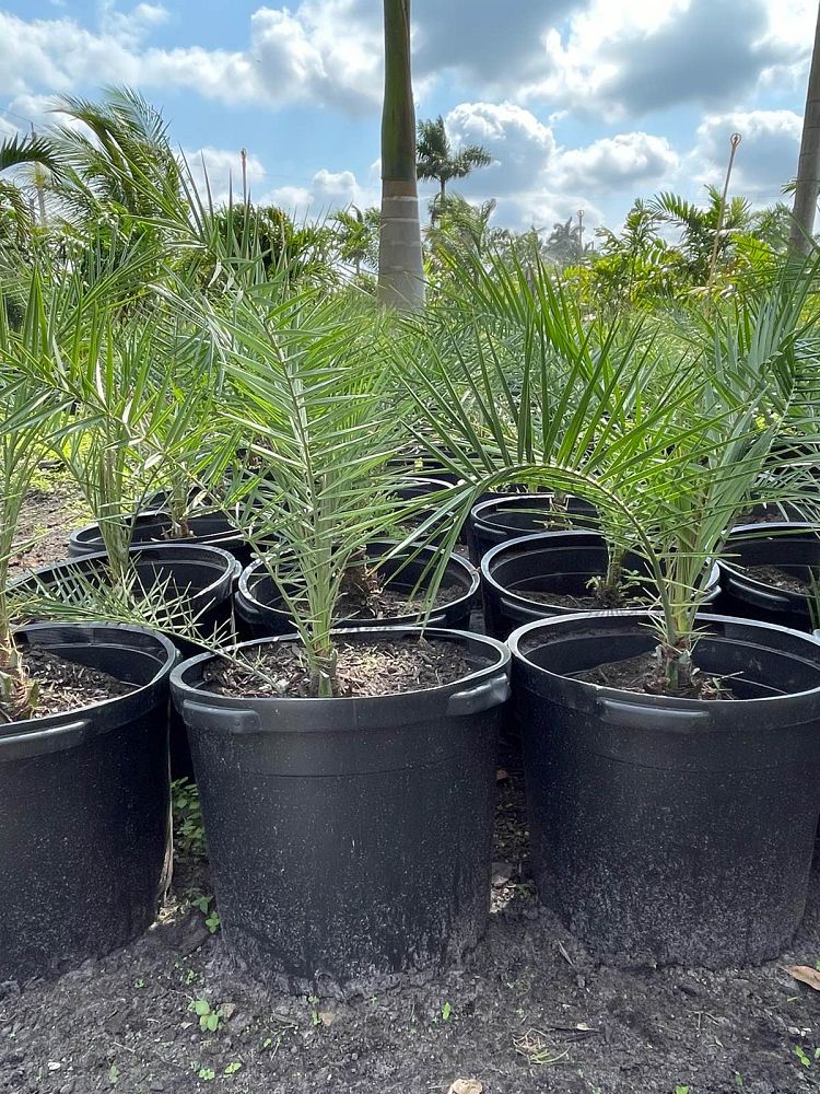 phoenix-sylvestris-sylvester-date-palm-silver-date-palm-wild-date-palm