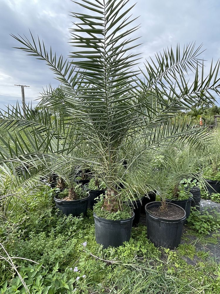 phoenix-sylvestris-sylvester-date-palm-silver-date-palm-wild-date-palm