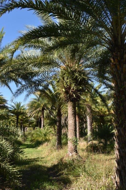 phoenix-sylvestris-sylvester-date-palm-silver-date-palm-wild-date-palm
