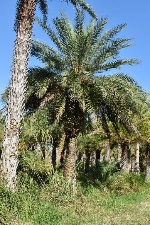 phoenix-sylvestris-sylvester-date-palm-silver-date-palm-wild-date-palm
