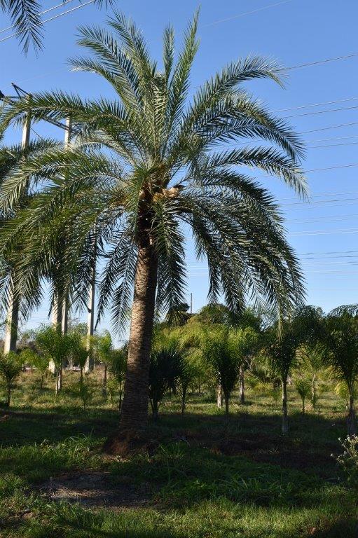 phoenix-sylvestris-sylvester-date-palm-silver-date-palm-wild-date-palm