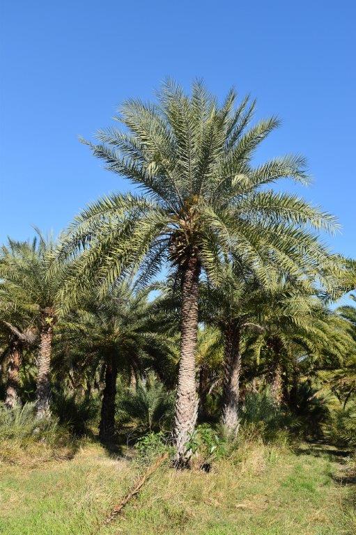 phoenix-sylvestris-sylvester-date-palm-silver-date-palm-wild-date-palm