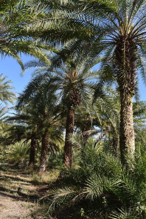phoenix-sylvestris-sylvester-date-palm-silver-date-palm-wild-date-palm