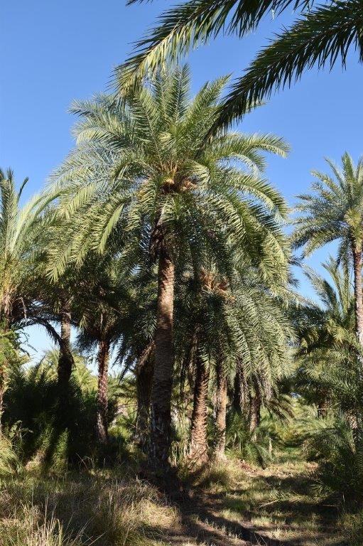 phoenix-sylvestris-sylvester-date-palm-silver-date-palm-wild-date-palm