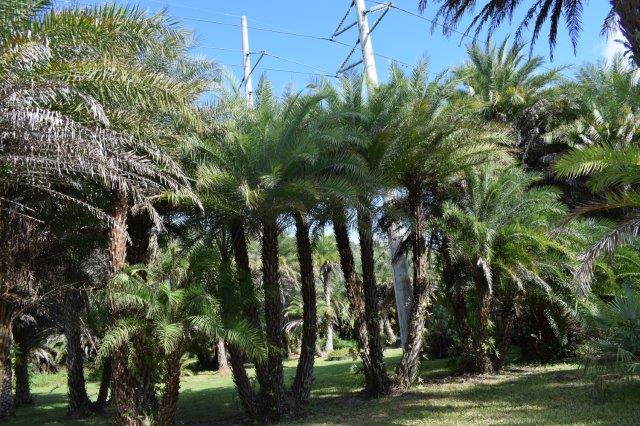 phoenix-sylvestris-sylvester-date-palm-silver-date-palm-wild-date-palm