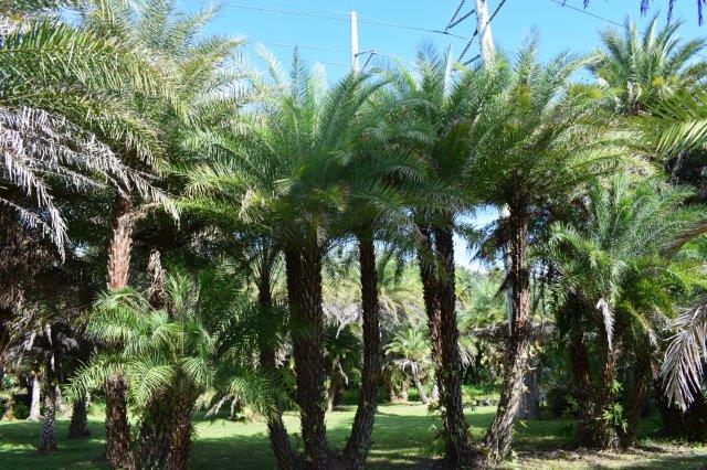 phoenix-sylvestris-sylvester-date-palm-silver-date-palm-wild-date-palm