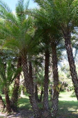 phoenix-sylvestris-sylvester-date-palm-silver-date-palm-wild-date-palm
