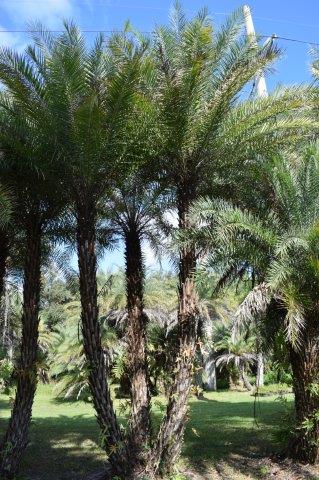 phoenix-sylvestris-sylvester-date-palm-silver-date-palm-wild-date-palm