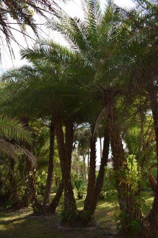 phoenix-sylvestris-sylvester-date-palm-silver-date-palm-wild-date-palm