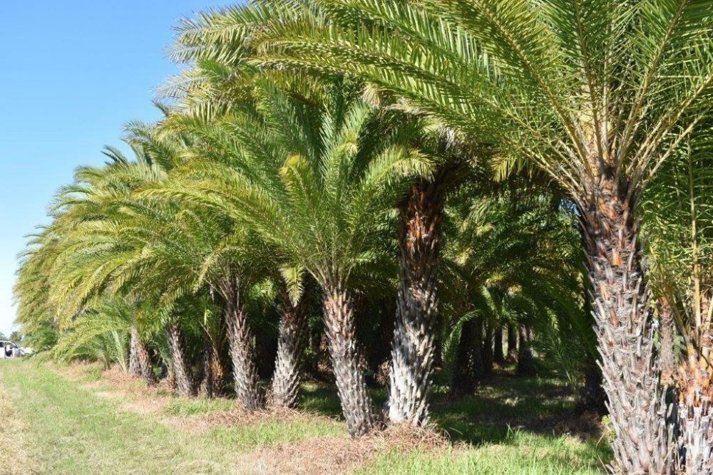 phoenix-sylvestris-sylvester-date-palm-silver-date-palm-wild-date-palm