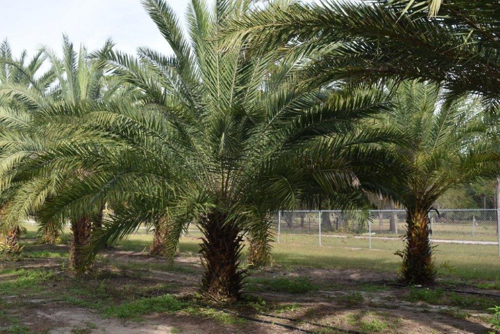 phoenix-sylvestris-sylvester-date-palm-silver-date-palm-wild-date-palm
