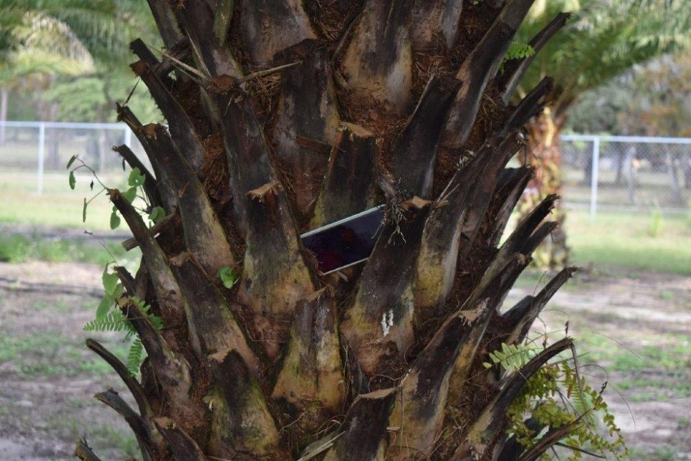 phoenix-sylvestris-sylvester-date-palm-silver-date-palm-wild-date-palm