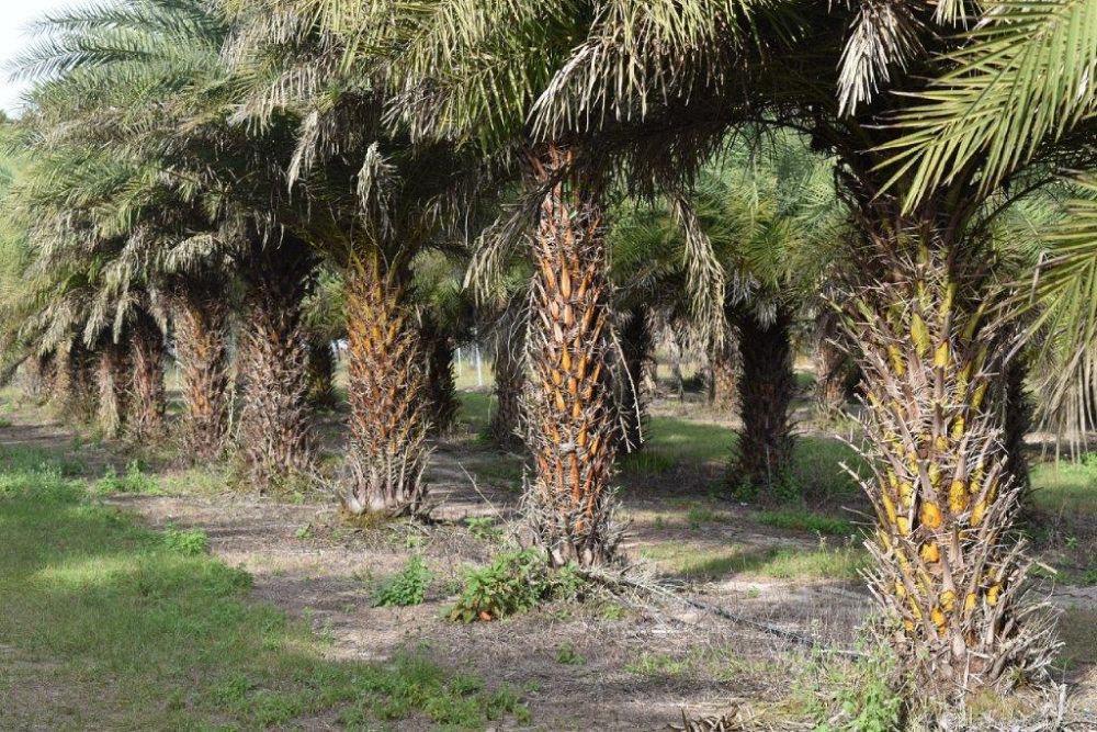 phoenix-sylvestris-sylvester-date-palm-silver-date-palm-wild-date-palm