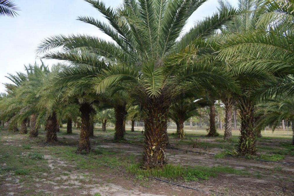 phoenix-sylvestris-sylvester-date-palm-silver-date-palm-wild-date-palm