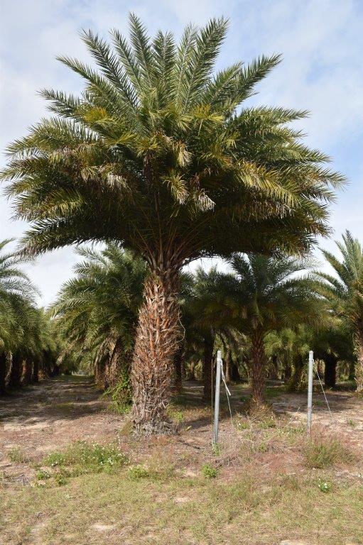 phoenix-sylvestris-sylvester-date-palm-silver-date-palm-wild-date-palm