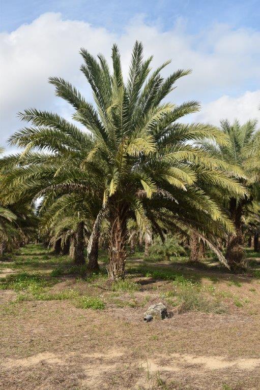 phoenix-sylvestris-sylvester-date-palm-silver-date-palm-wild-date-palm