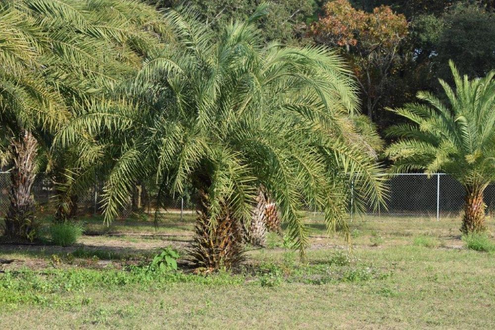 phoenix-sylvestris-sylvester-date-palm-silver-date-palm-wild-date-palm