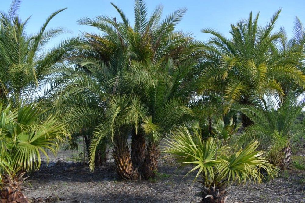 phoenix-sylvestris-sylvester-date-palm-silver-date-palm-wild-date-palm