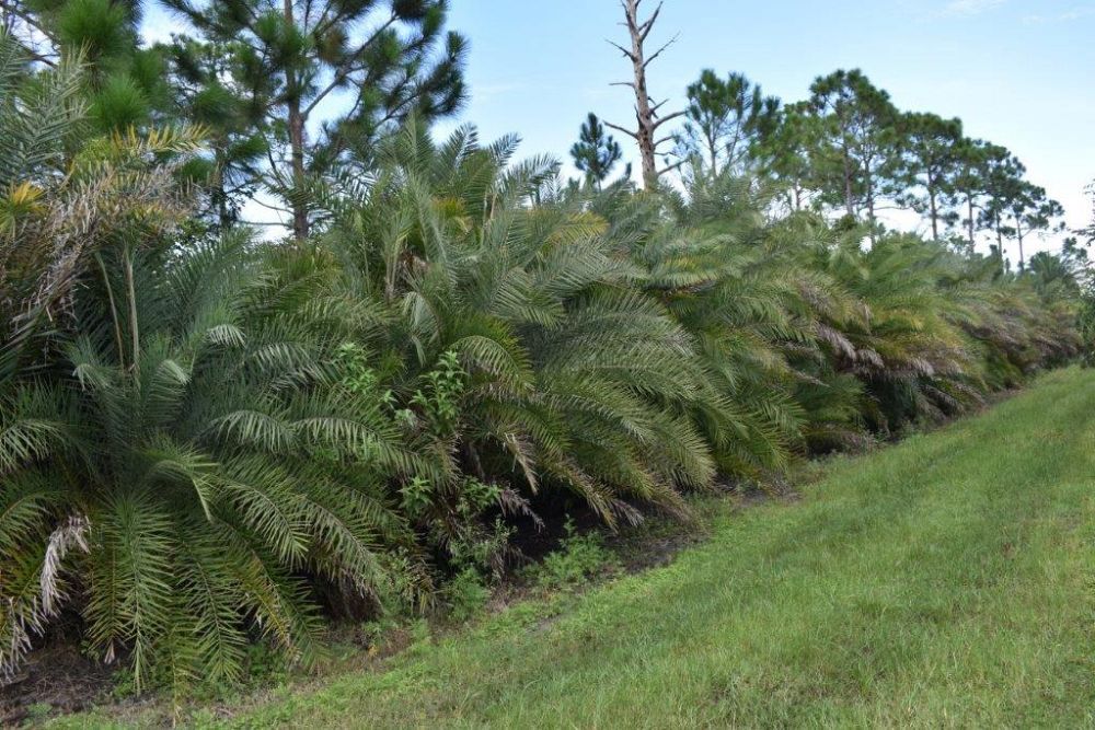 phoenix-sylvestris-sylvester-date-palm-silver-date-palm-wild-date-palm