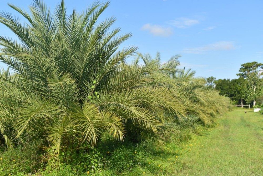 phoenix-sylvestris-sylvester-date-palm-silver-date-palm-wild-date-palm