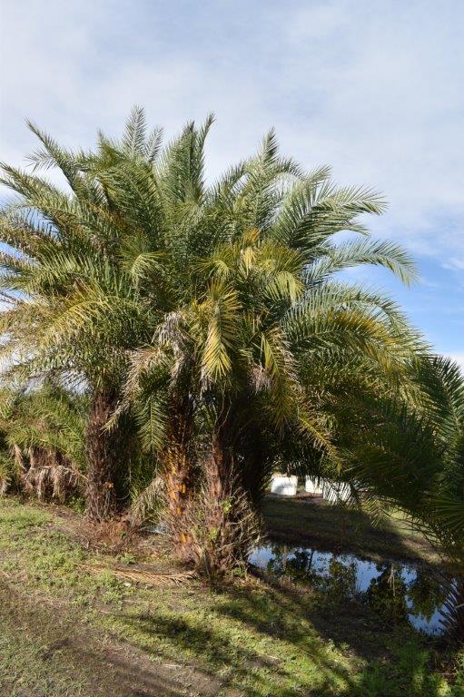 phoenix-sylvestris-sylvester-date-palm-silver-date-palm-wild-date-palm