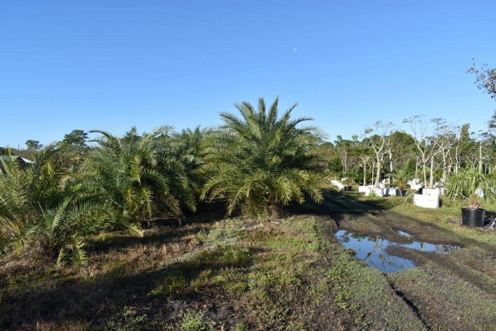 phoenix-sylvestris-sylvester-date-palm-silver-date-palm-wild-date-palm