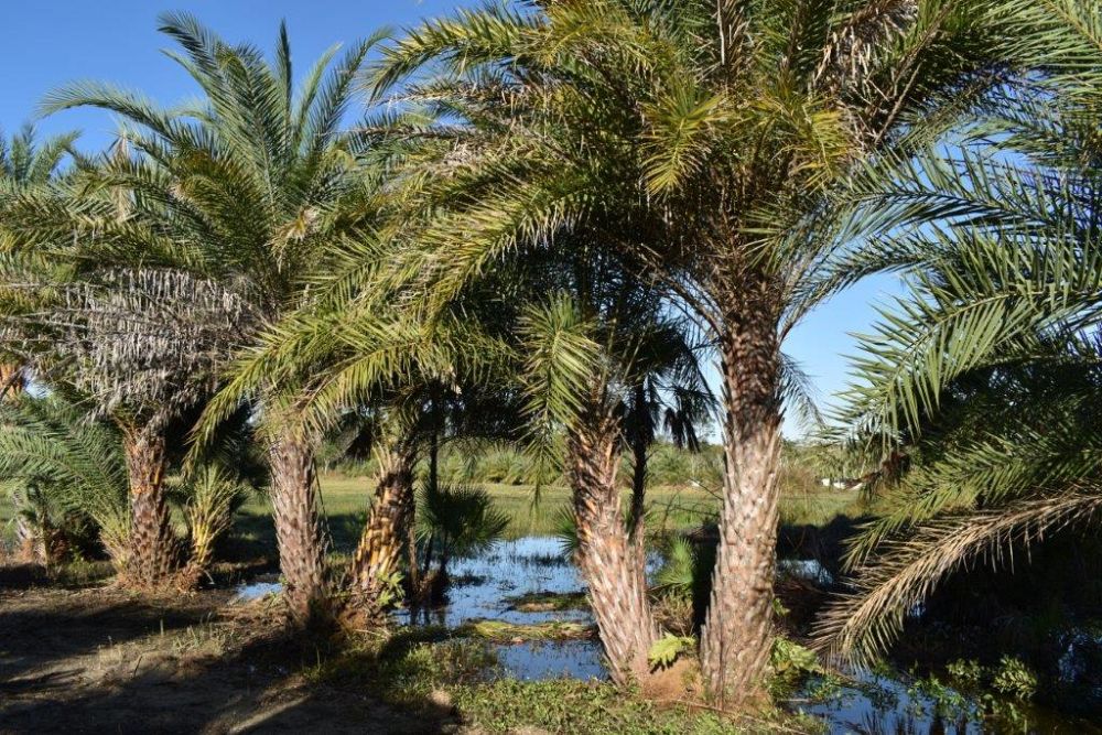 phoenix-sylvestris-sylvester-date-palm-silver-date-palm-wild-date-palm