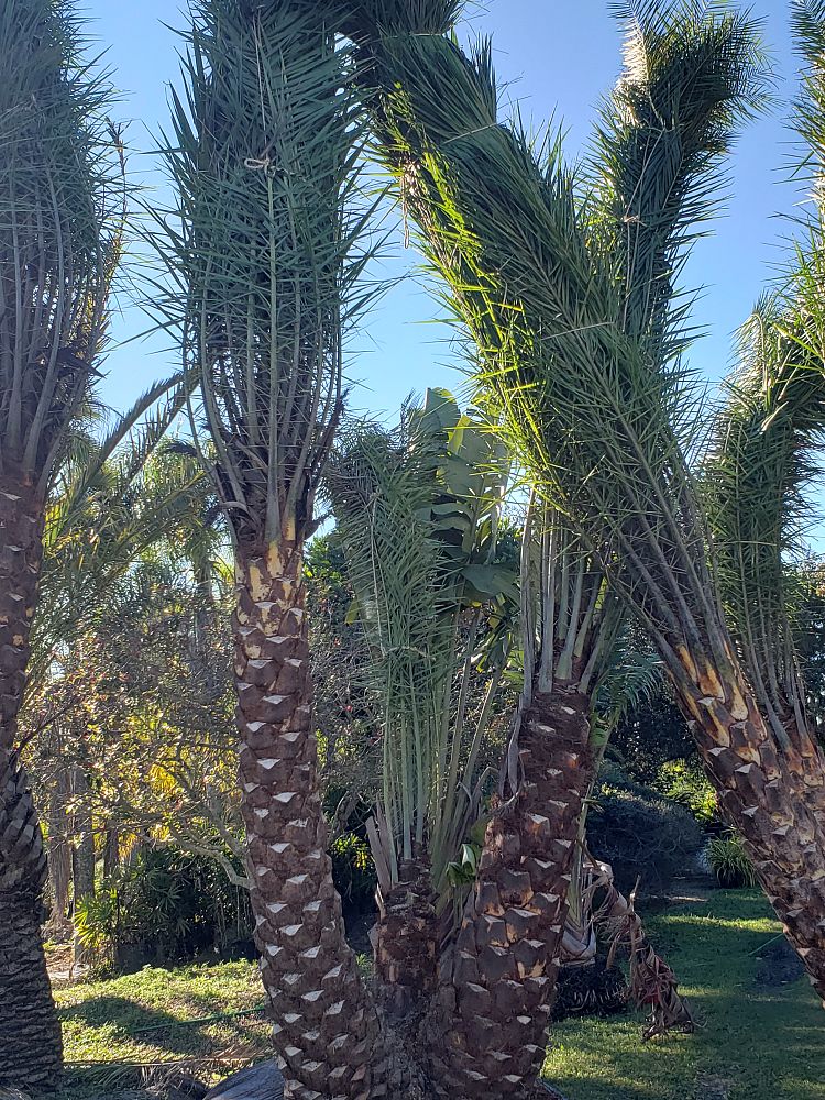phoenix-sylvestris-sylvester-date-palm-silver-date-palm-wild-date-palm