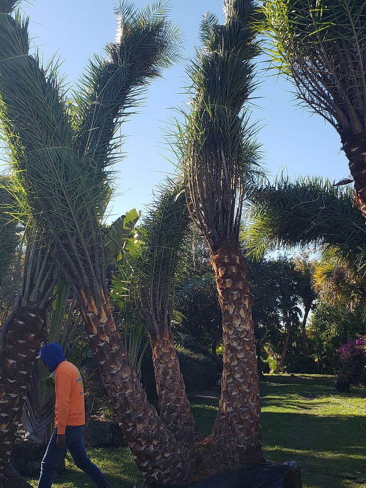 phoenix-sylvestris-sylvester-date-palm-silver-date-palm-wild-date-palm