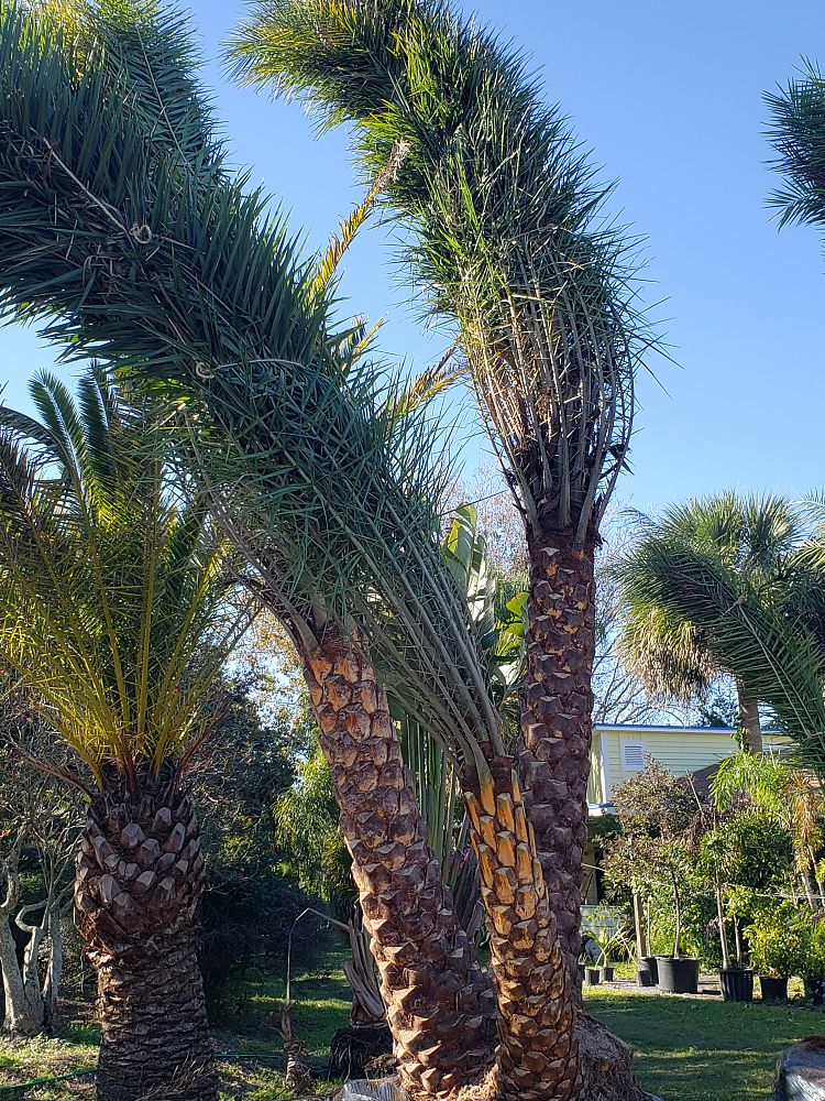 phoenix-sylvestris-sylvester-date-palm-silver-date-palm-wild-date-palm