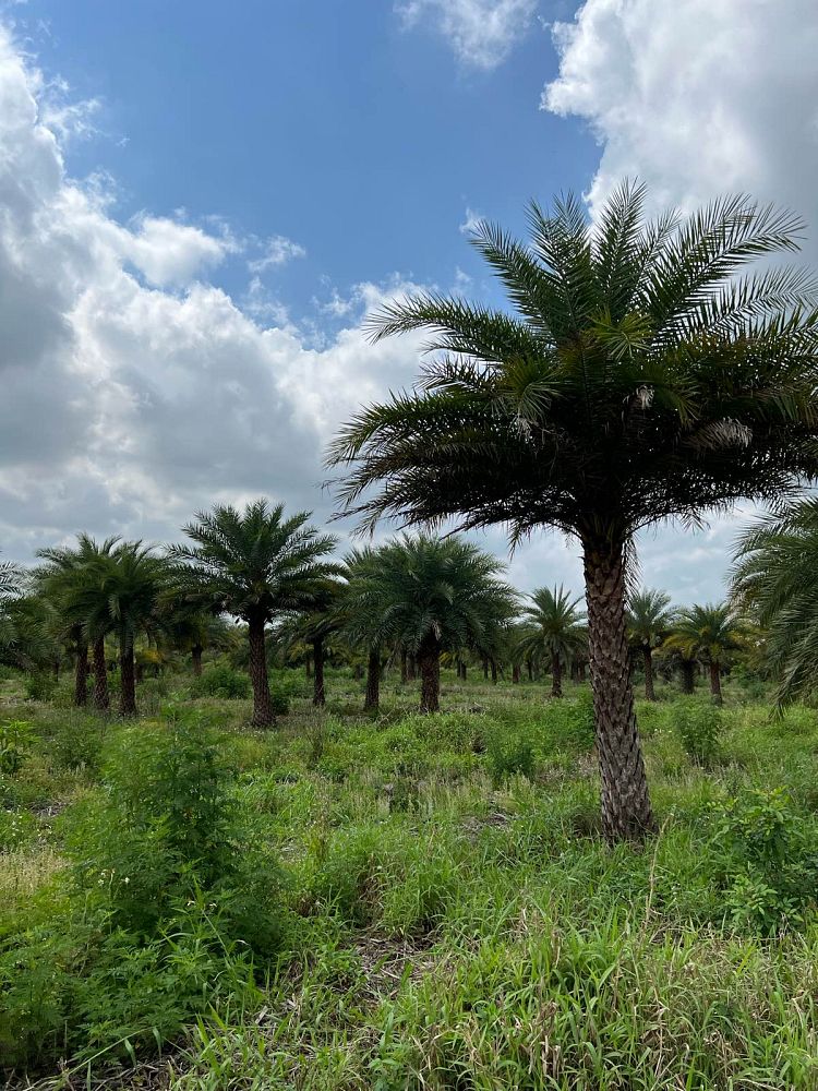 phoenix-sylvestris-sylvester-date-palm-silver-date-palm-wild-date-palm