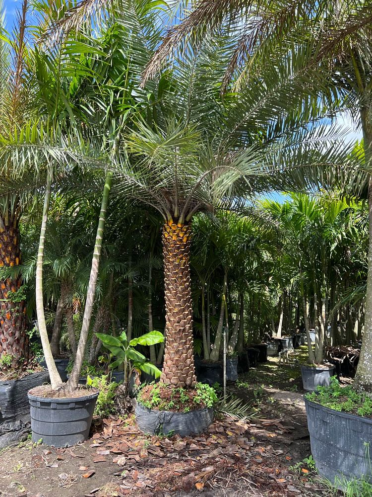 phoenix-sylvestris-sylvester-date-palm-silver-date-palm-wild-date-palm