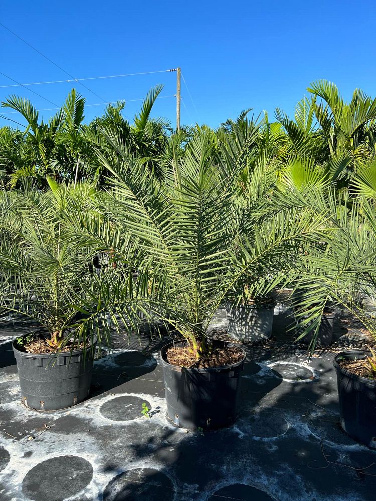 phoenix-sylvestris-sylvester-date-palm-silver-date-palm-wild-date-palm