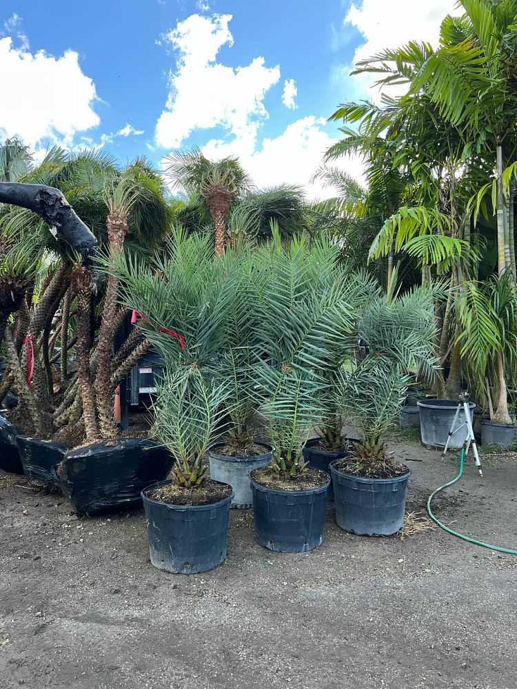 phoenix-sylvestris-sylvester-date-palm-silver-date-palm-wild-date-palm