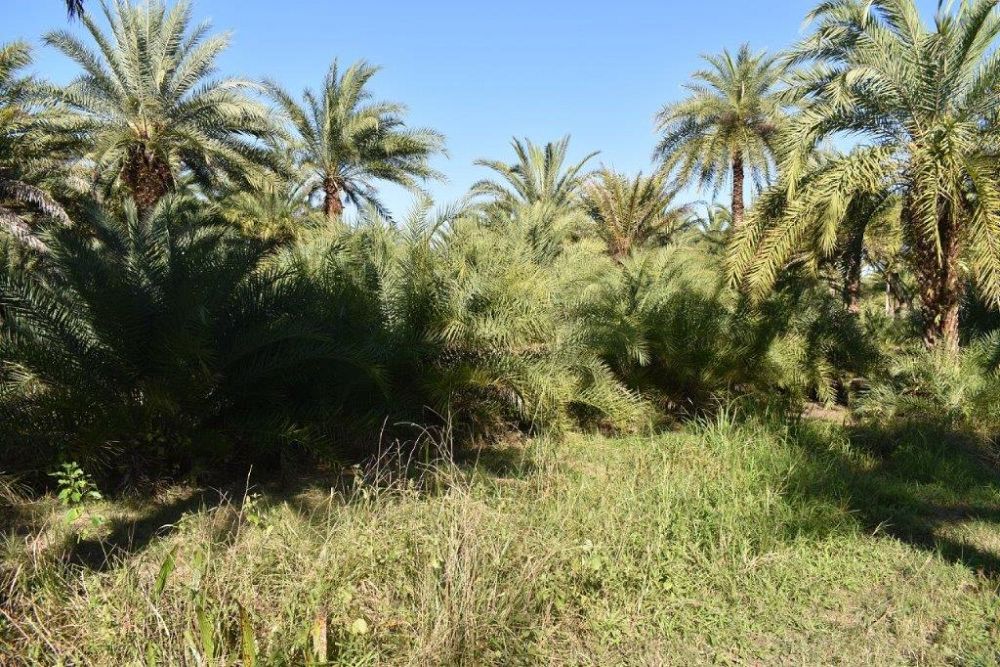 phoenix-sylvestris-sylvester-date-palm-silver-date-palm-wild-date-palm