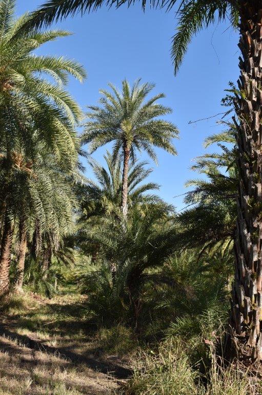 phoenix-sylvestris-sylvester-date-palm-silver-date-palm-wild-date-palm