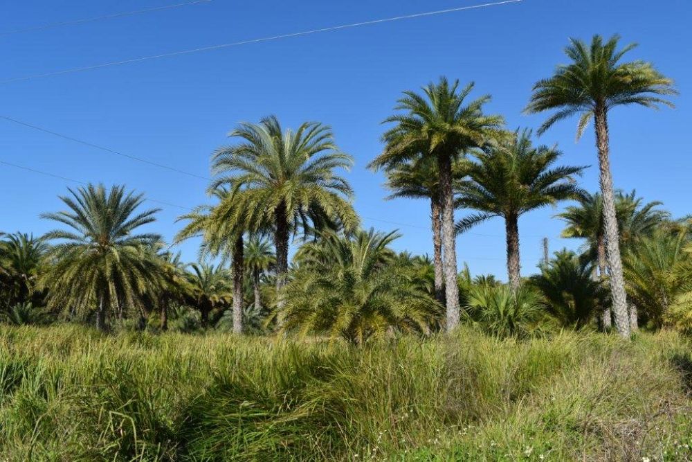 phoenix-sylvestris-sylvester-date-palm-silver-date-palm-wild-date-palm