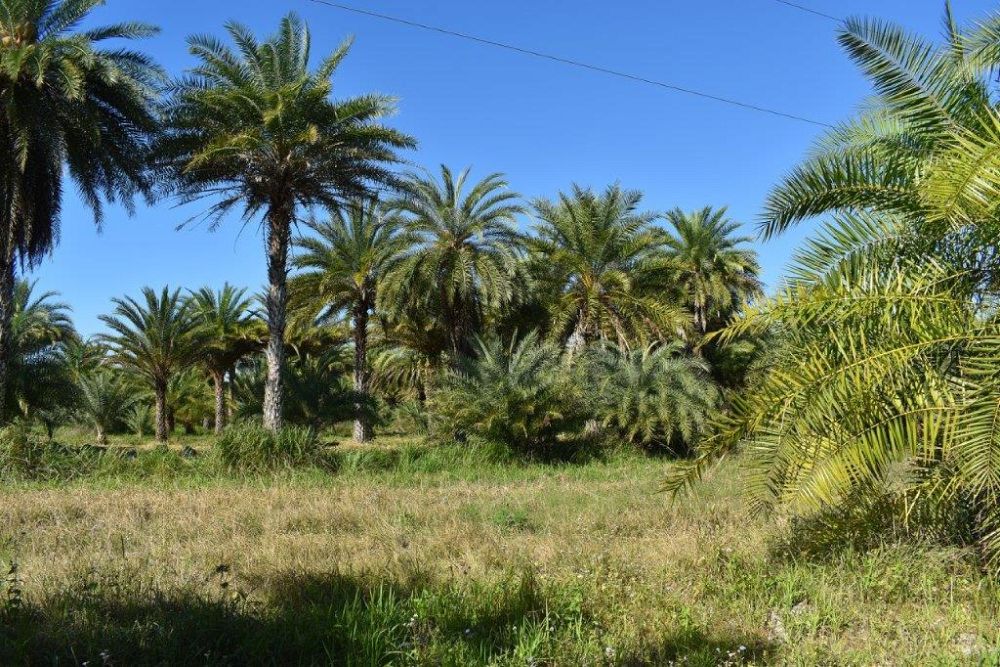 phoenix-sylvestris-sylvester-date-palm-silver-date-palm-wild-date-palm