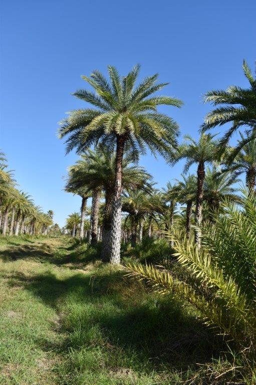 phoenix-sylvestris-sylvester-date-palm-silver-date-palm-wild-date-palm