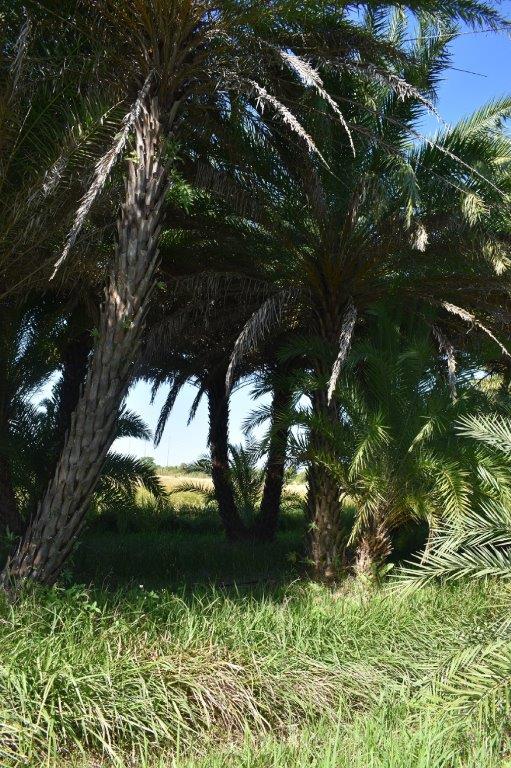 phoenix-sylvestris-sylvester-date-palm-silver-date-palm-wild-date-palm
