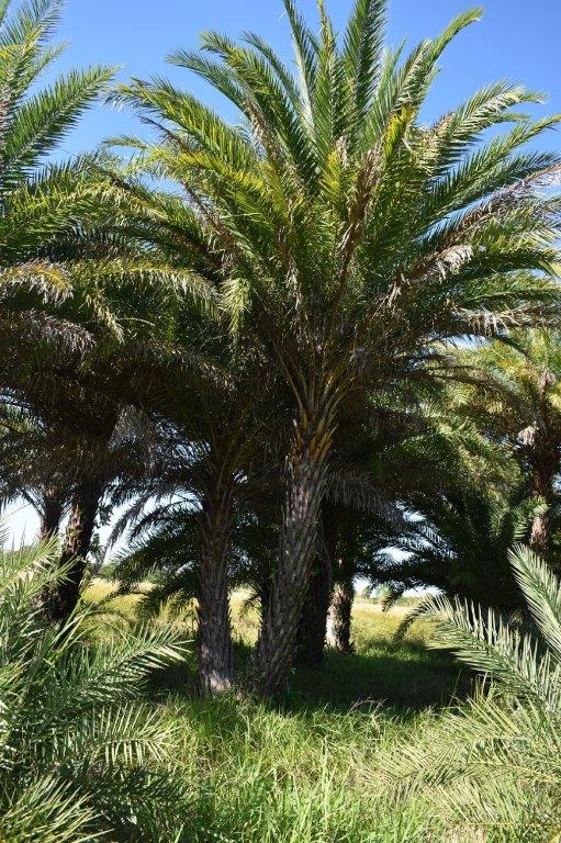 phoenix-sylvestris-sylvester-date-palm-silver-date-palm-wild-date-palm