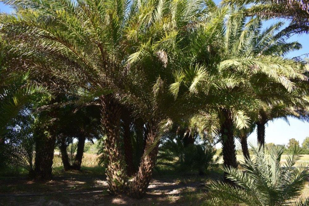 phoenix-sylvestris-sylvester-date-palm-silver-date-palm-wild-date-palm