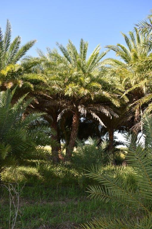 phoenix-sylvestris-sylvester-date-palm-silver-date-palm-wild-date-palm