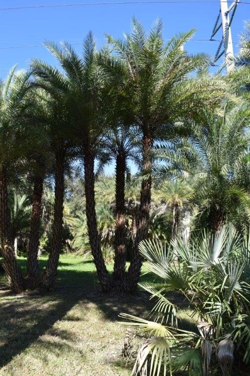 phoenix-sylvestris-sylvester-date-palm-silver-date-palm-wild-date-palm