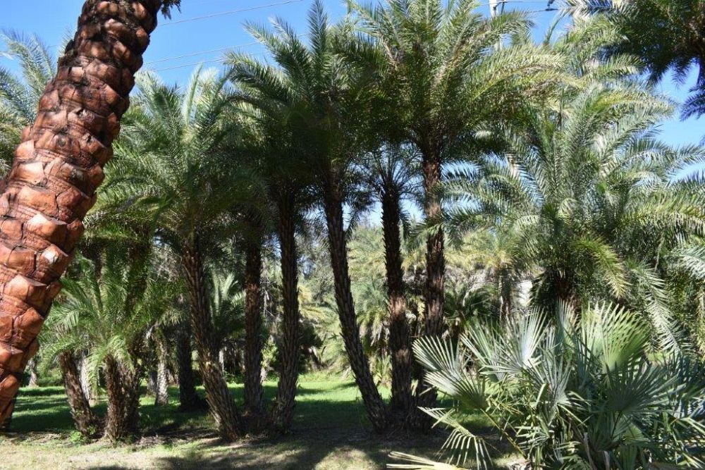 phoenix-sylvestris-sylvester-date-palm-silver-date-palm-wild-date-palm